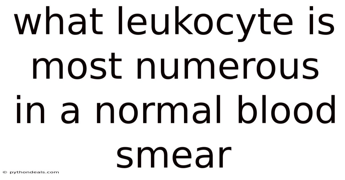 What Leukocyte Is Most Numerous In A Normal Blood Smear