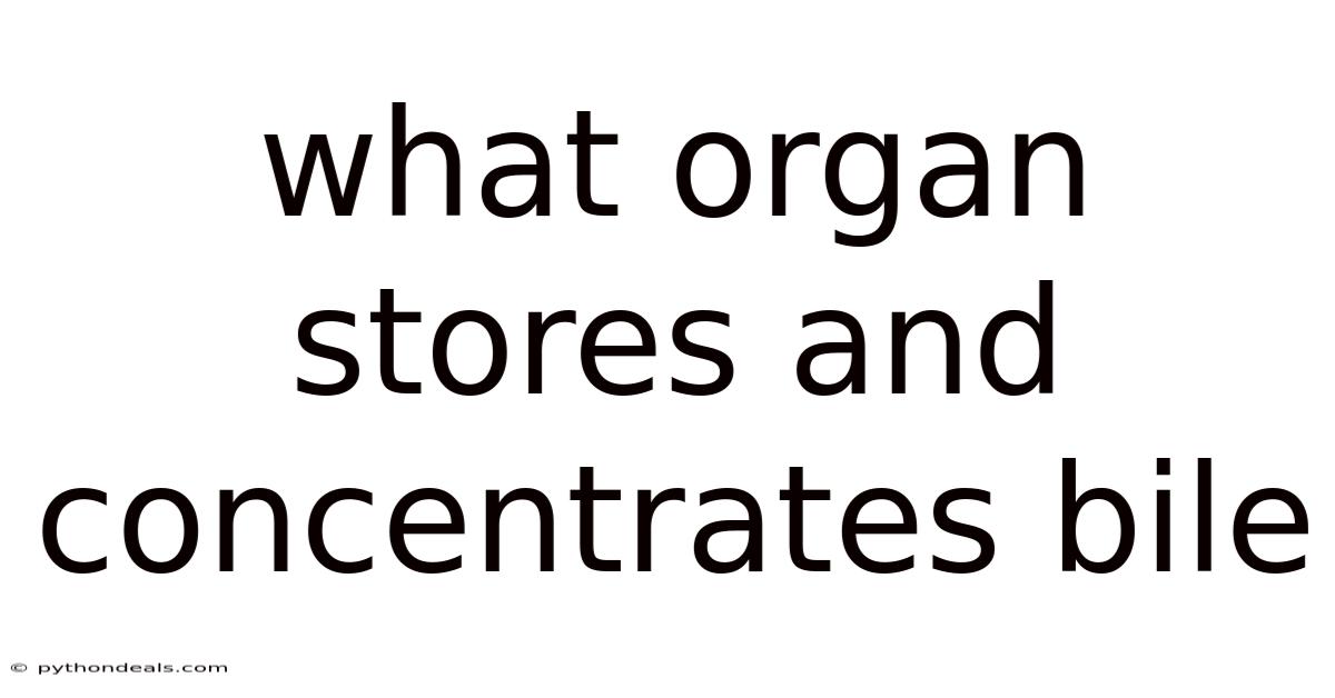 What Organ Stores And Concentrates Bile