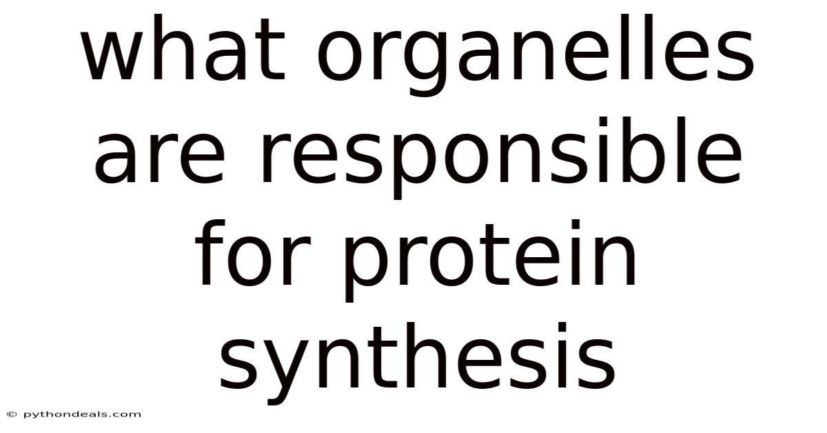 What Organelles Are Responsible For Protein Synthesis