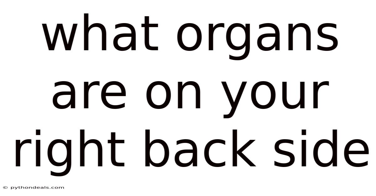 What Organs Are On Your Right Back Side