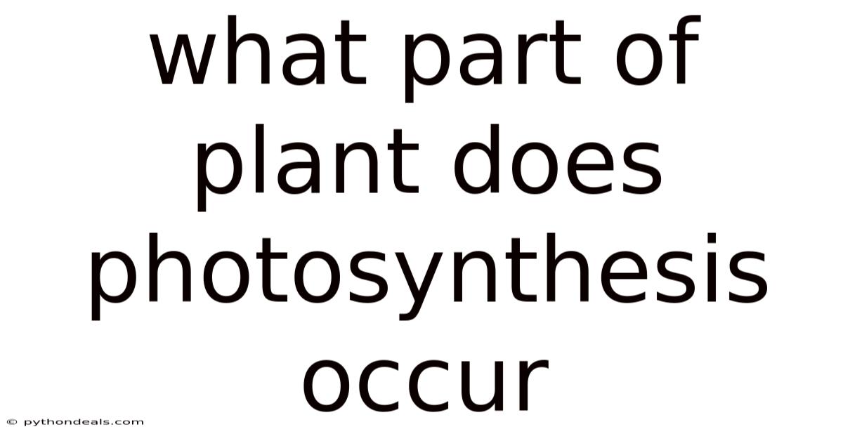 What Part Of Plant Does Photosynthesis Occur