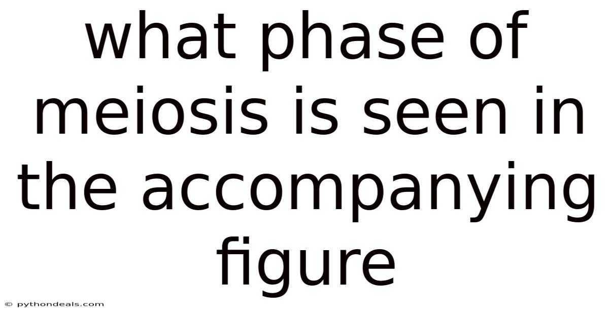 What Phase Of Meiosis Is Seen In The Accompanying Figure