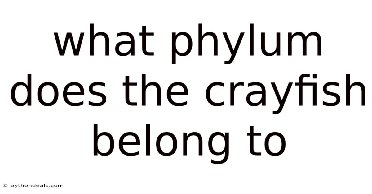 What Phylum Does The Crayfish Belong To