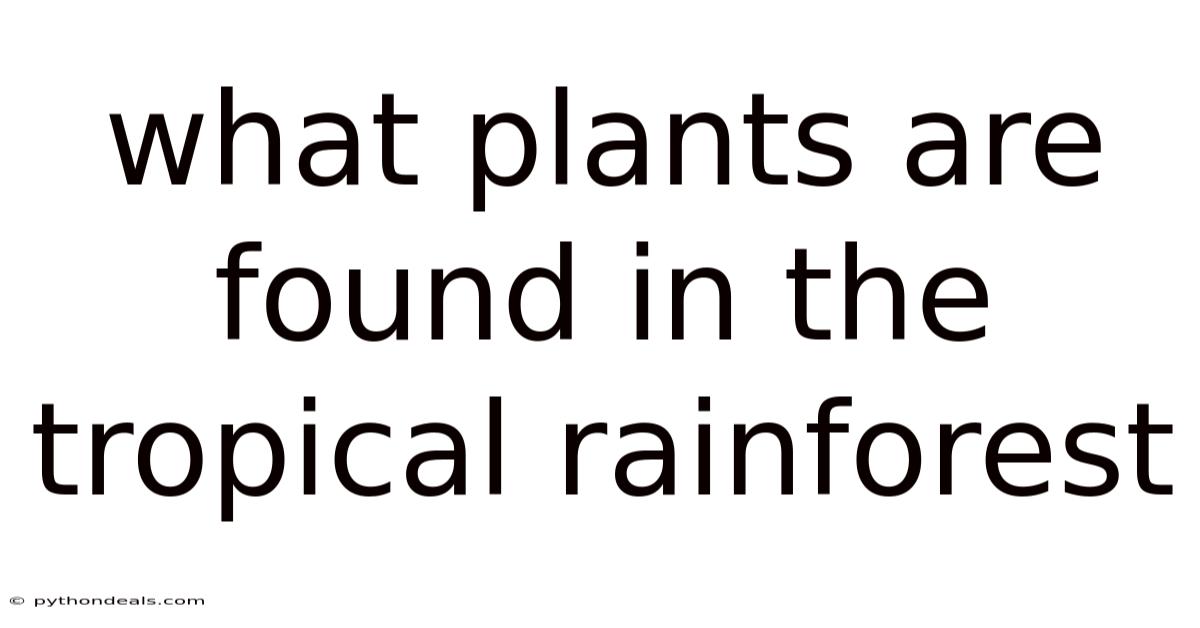 What Plants Are Found In The Tropical Rainforest