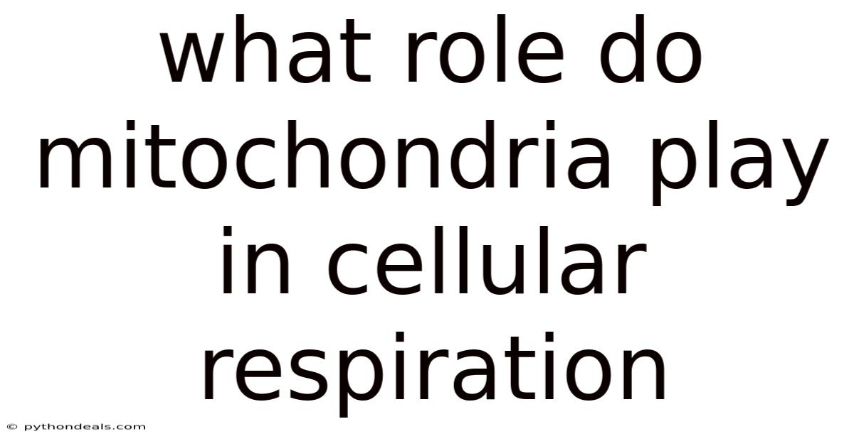 What Role Do Mitochondria Play In Cellular Respiration
