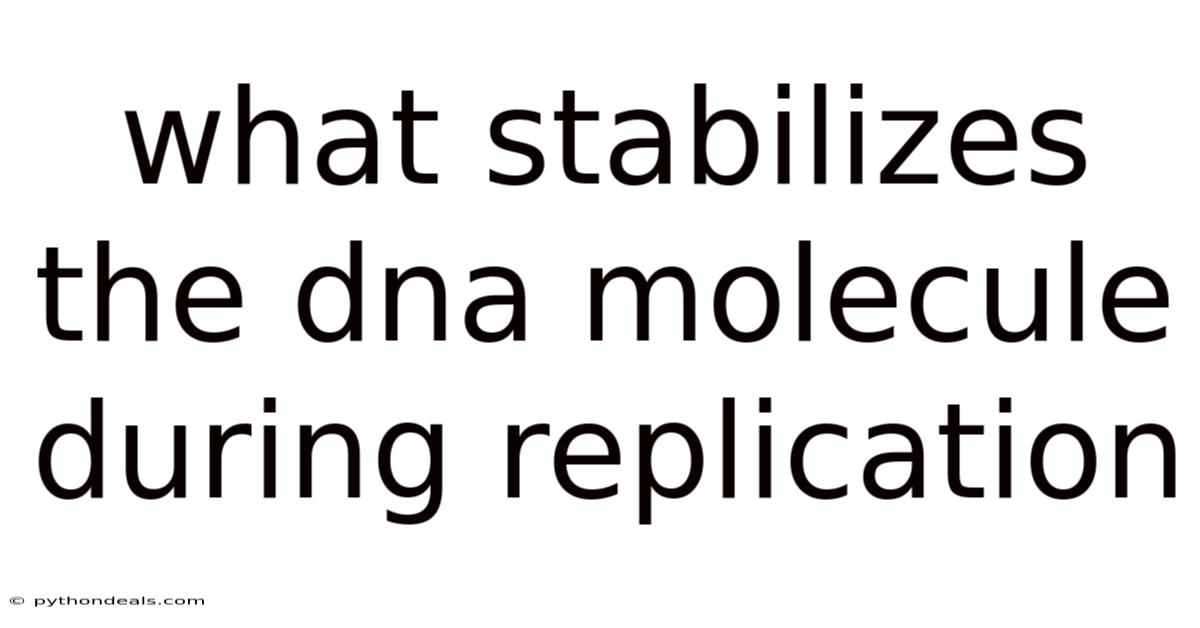 What Stabilizes The Dna Molecule During Replication