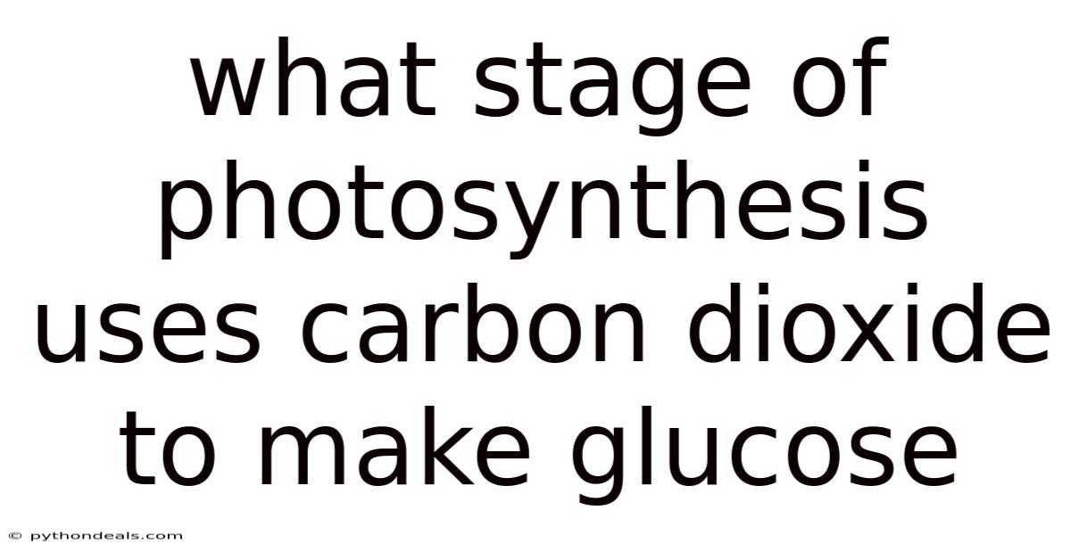 What Stage Of Photosynthesis Uses Carbon Dioxide To Make Glucose