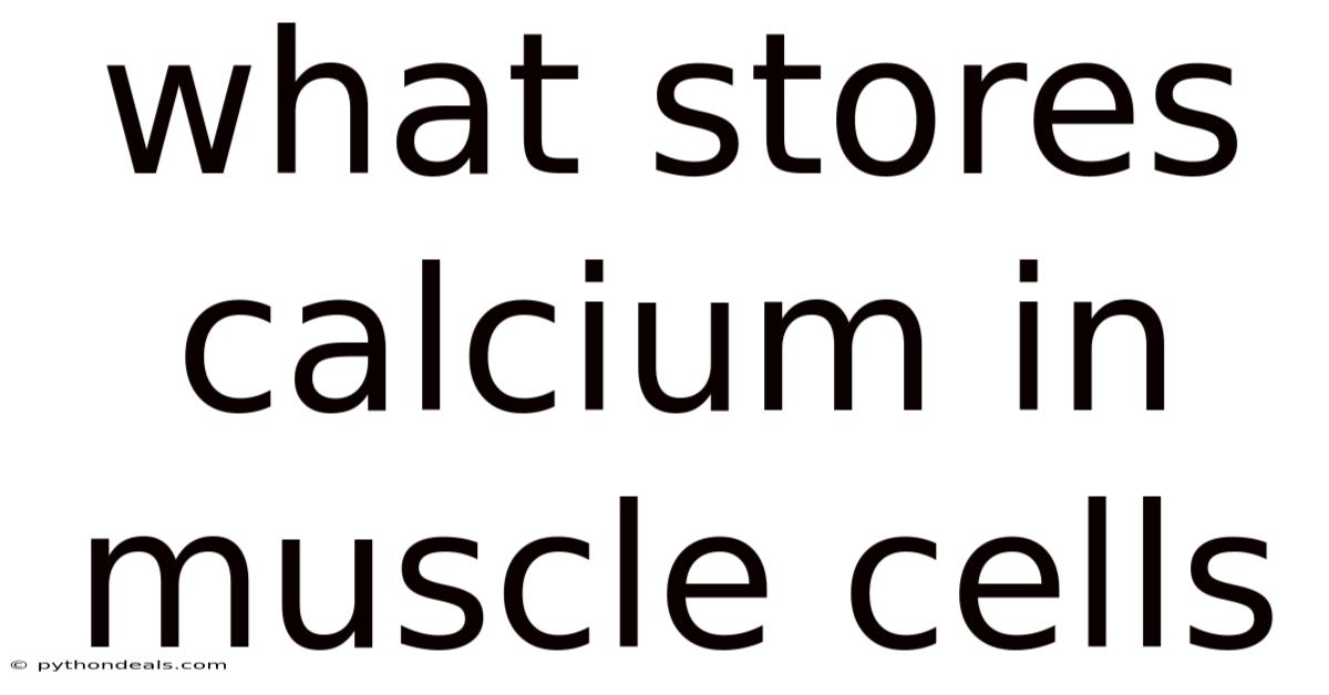 What Stores Calcium In Muscle Cells
