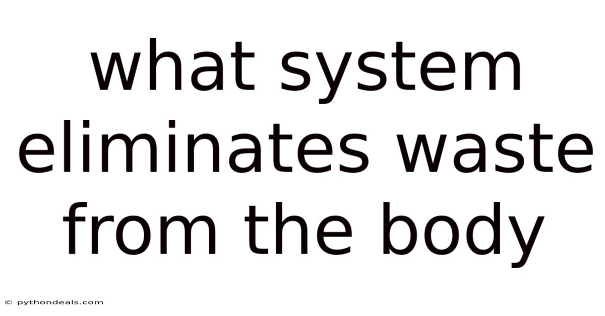 What System Eliminates Waste From The Body