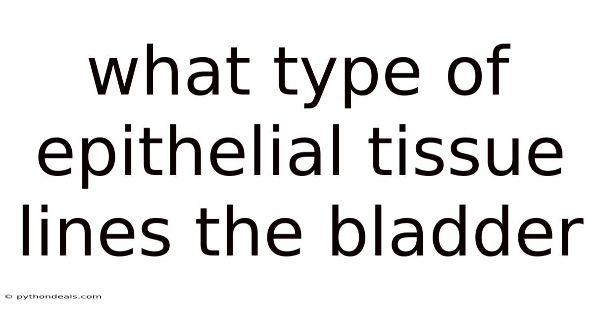 What Type Of Epithelial Tissue Lines The Bladder