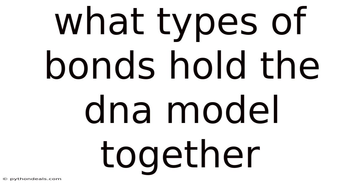 What Types Of Bonds Hold The Dna Model Together
