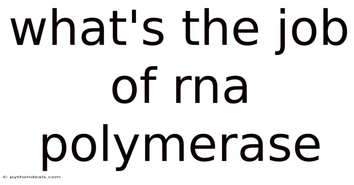 What's The Job Of Rna Polymerase