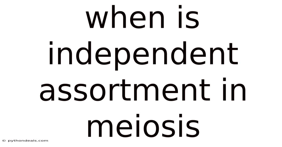 When Is Independent Assortment In Meiosis
