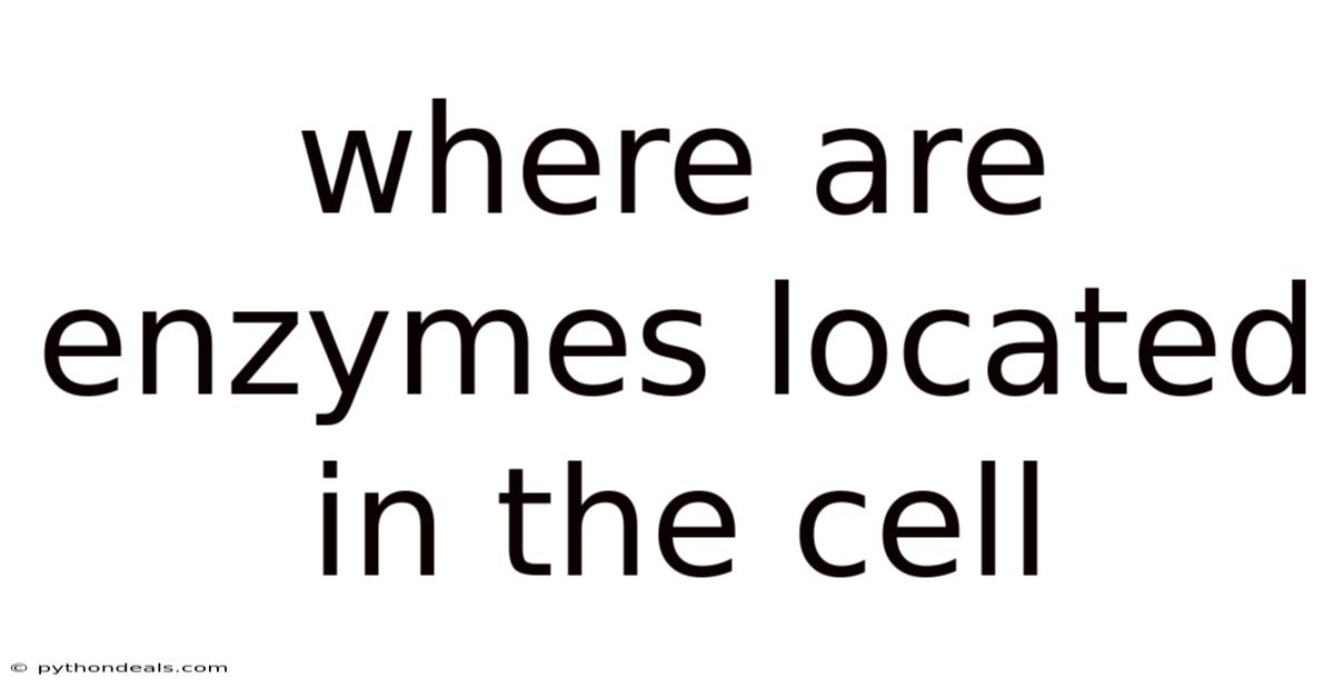 Where Are Enzymes Located In The Cell