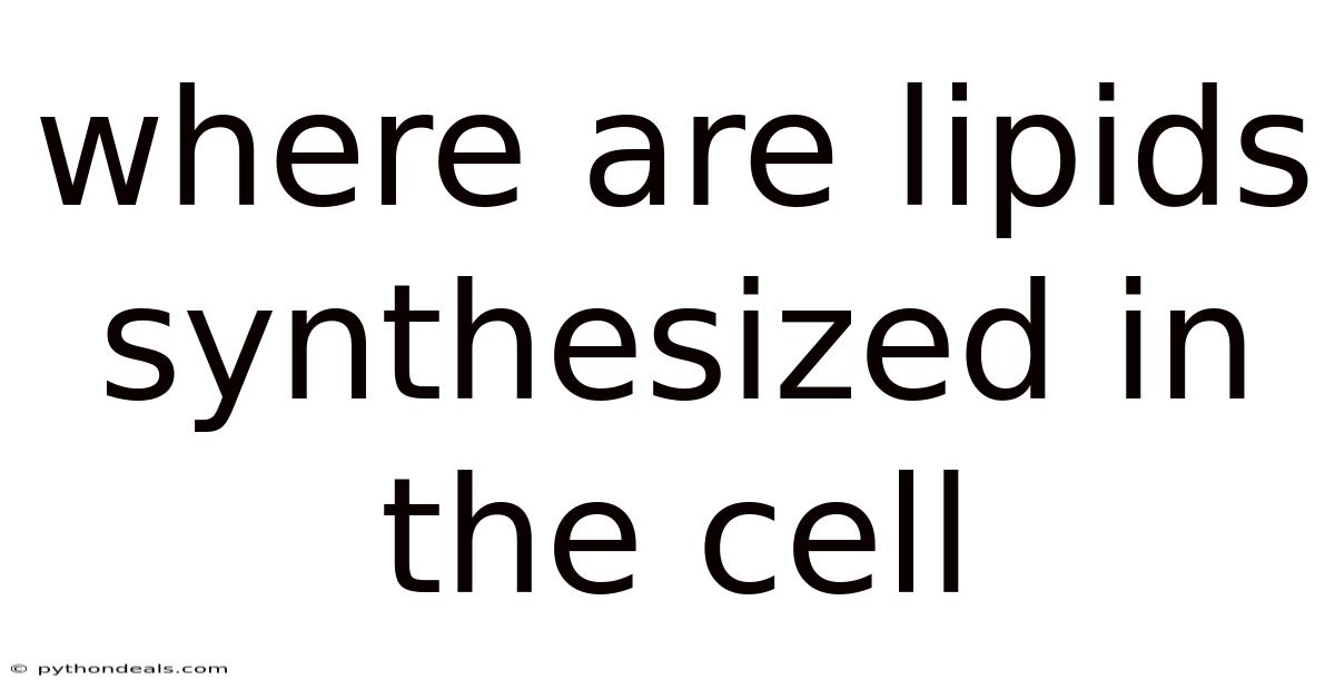 Where Are Lipids Synthesized In The Cell