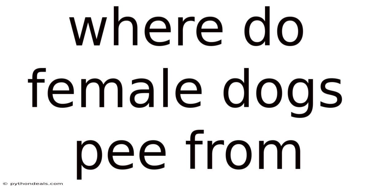 Where Do Female Dogs Pee From