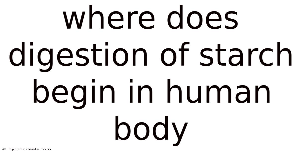 Where Does Digestion Of Starch Begin In Human Body