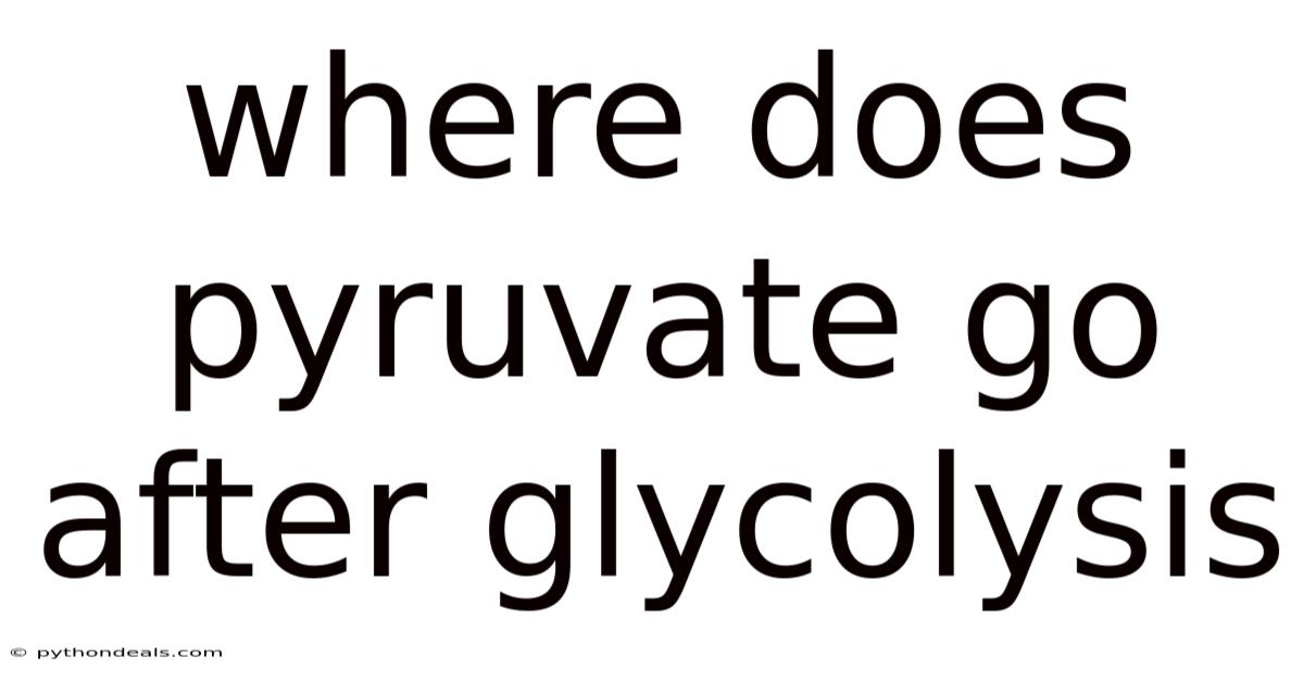 Where Does Pyruvate Go After Glycolysis