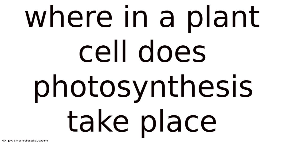Where In A Plant Cell Does Photosynthesis Take Place