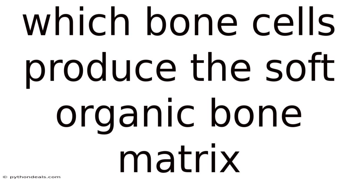 Which Bone Cells Produce The Soft Organic Bone Matrix