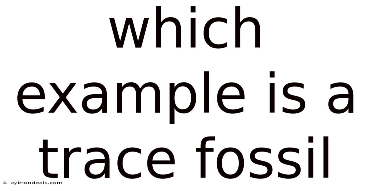Which Example Is A Trace Fossil