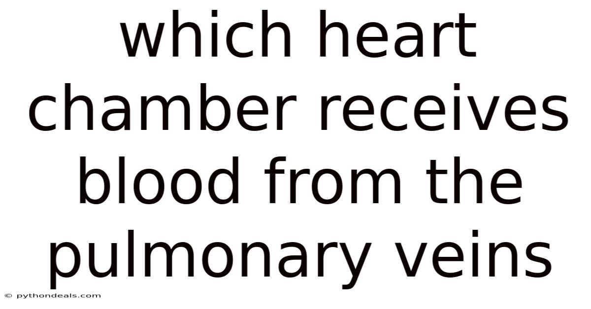 Which Heart Chamber Receives Blood From The Pulmonary Veins