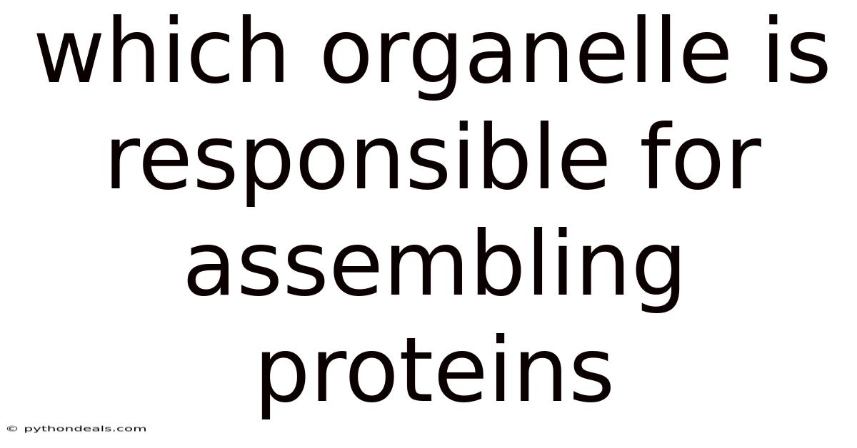 Which Organelle Is Responsible For Assembling Proteins