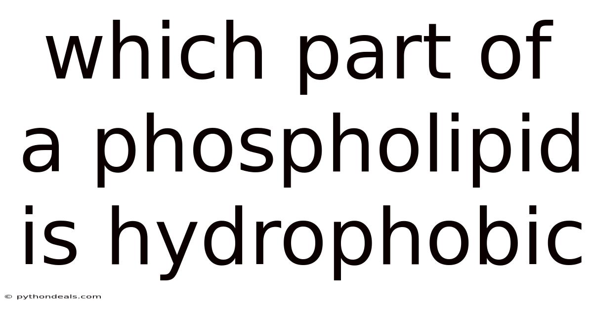 Which Part Of A Phospholipid Is Hydrophobic