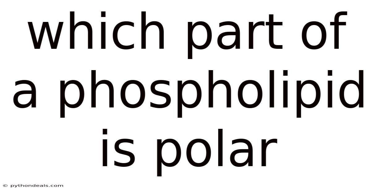 Which Part Of A Phospholipid Is Polar