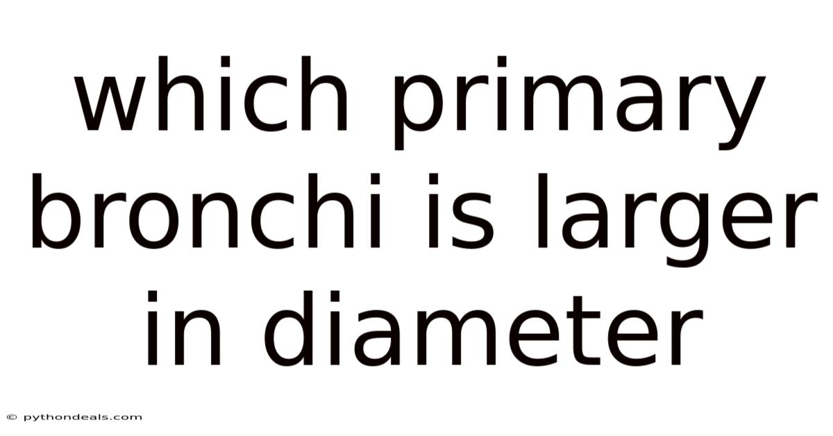 Which Primary Bronchi Is Larger In Diameter