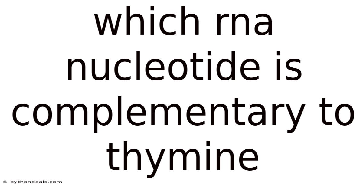 Which Rna Nucleotide Is Complementary To Thymine