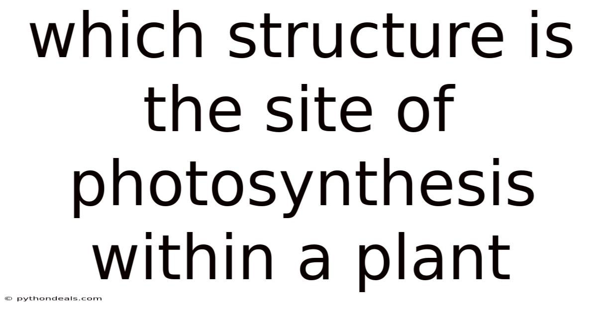 Which Structure Is The Site Of Photosynthesis Within A Plant