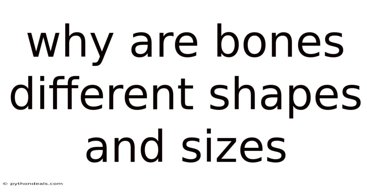 Why Are Bones Different Shapes And Sizes
