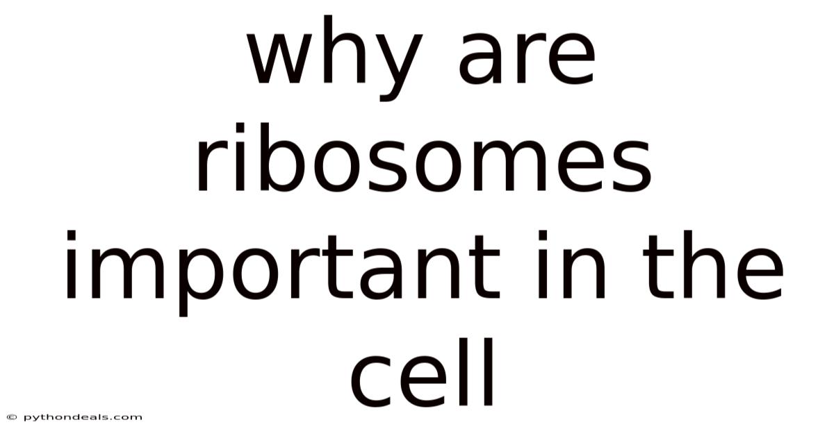 Why Are Ribosomes Important In The Cell