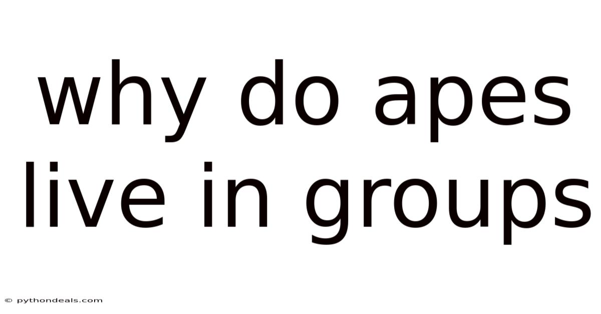 Why Do Apes Live In Groups