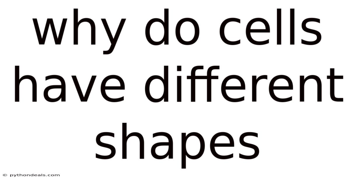 Why Do Cells Have Different Shapes
