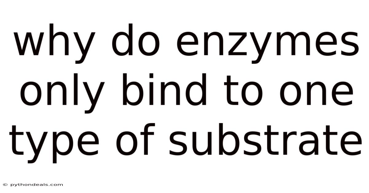 Why Do Enzymes Only Bind To One Type Of Substrate