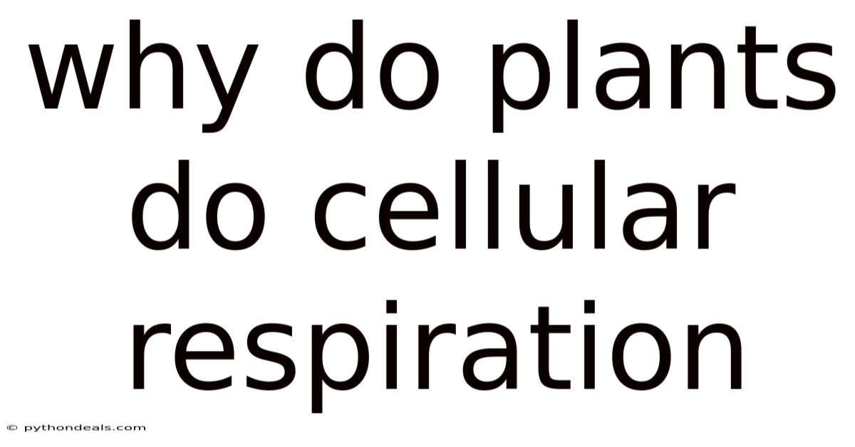 Why Do Plants Do Cellular Respiration