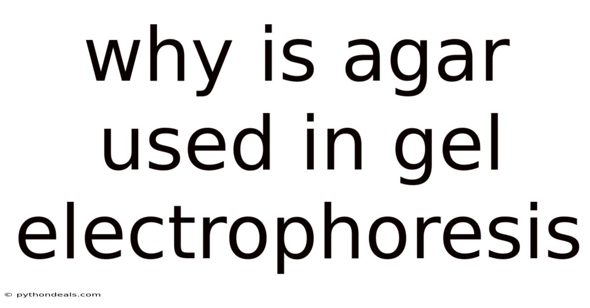 Why Is Agar Used In Gel Electrophoresis