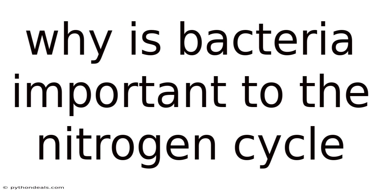 Why Is Bacteria Important To The Nitrogen Cycle