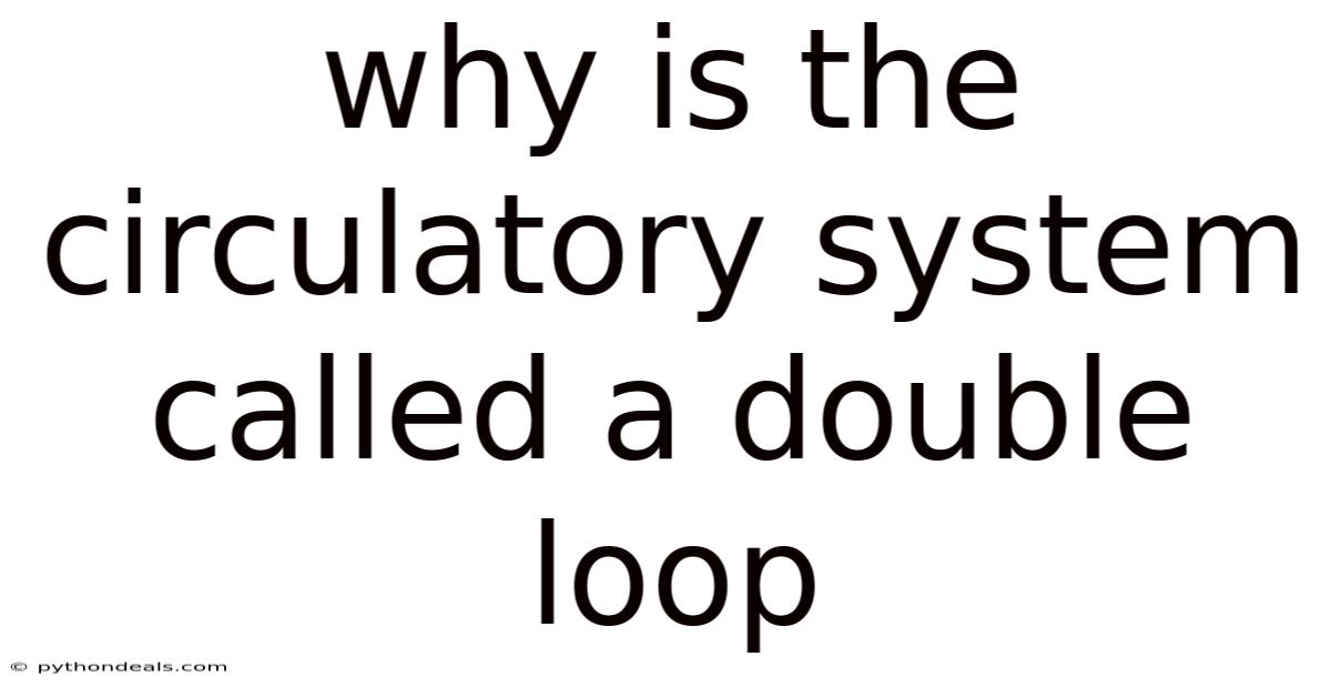 Why Is The Circulatory System Called A Double Loop