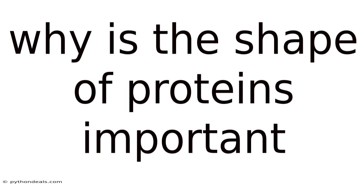Why Is The Shape Of Proteins Important