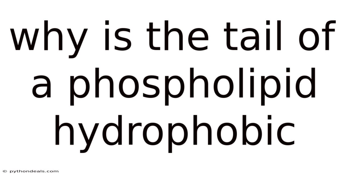 Why Is The Tail Of A Phospholipid Hydrophobic