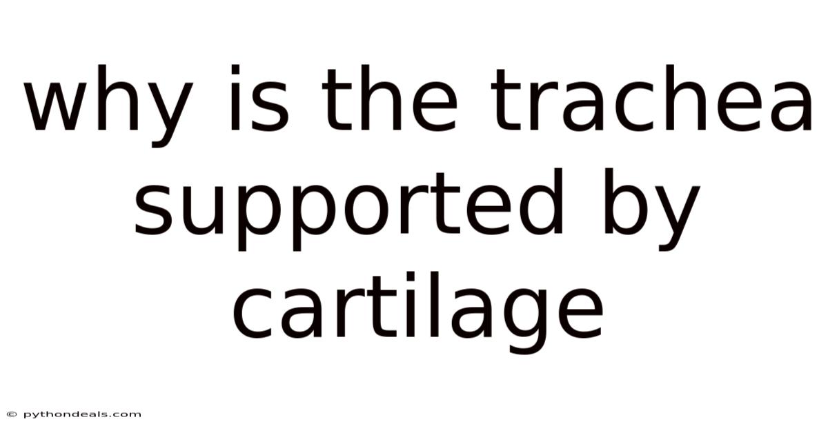 Why Is The Trachea Supported By Cartilage